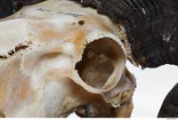 mouflon skull 0045